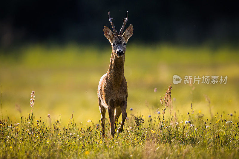 鹿(学名:Capreolus Capreolus)